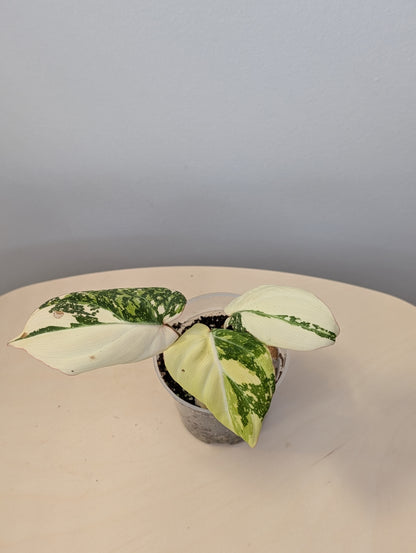 Philodendron gloriosum variegated