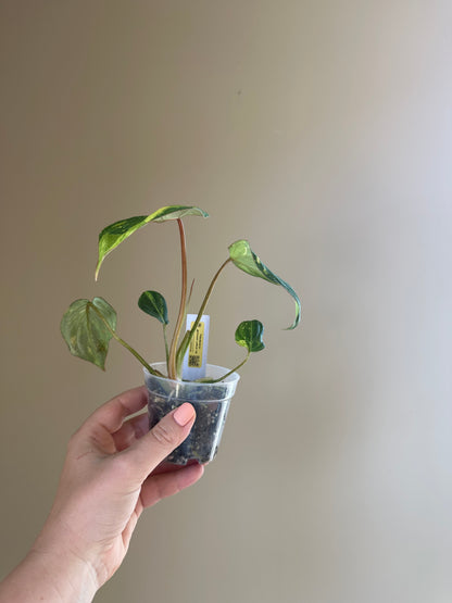Philodendron Gloriosum Variegated / first photo: example, sister plant