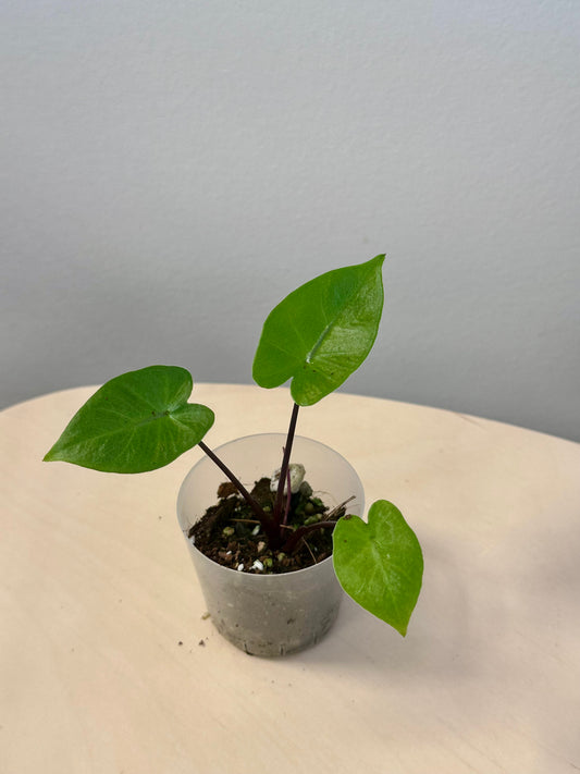 Alocasia black stem variegated, reverted ? / gift with a purchase
