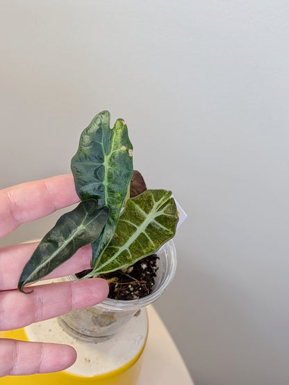 Alocasia amazonica aurea splash variegated
