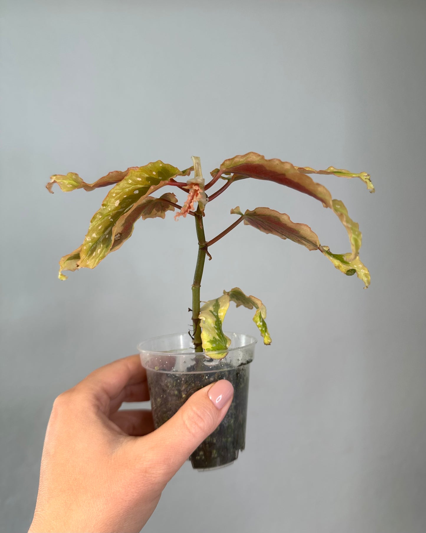 Begonia Dainty Spray Sport / rare