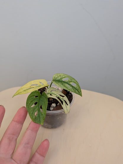 Monstera adansonii archipelago ghost