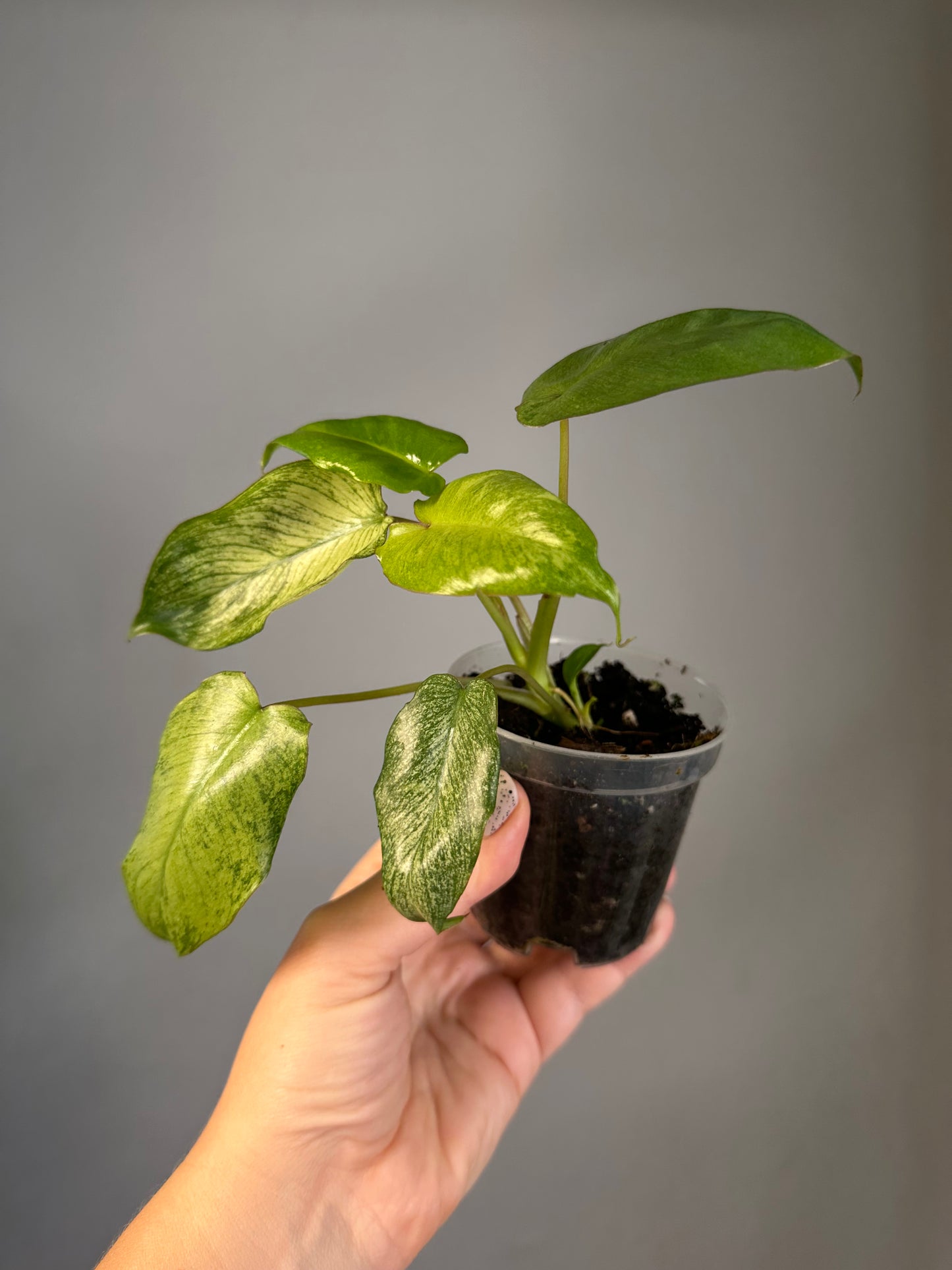 Philodendron Paraiso verde mint variegated 🦄