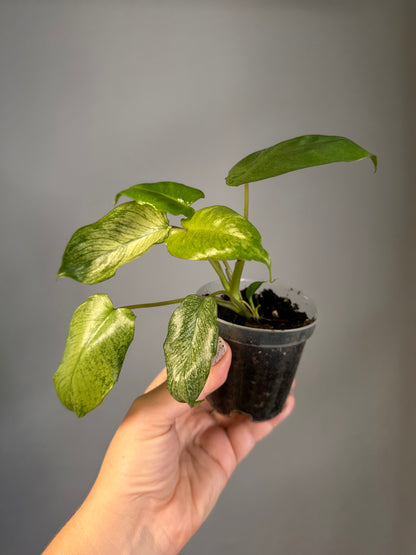 Philodendron Paraiso verde mint variegated 🦄