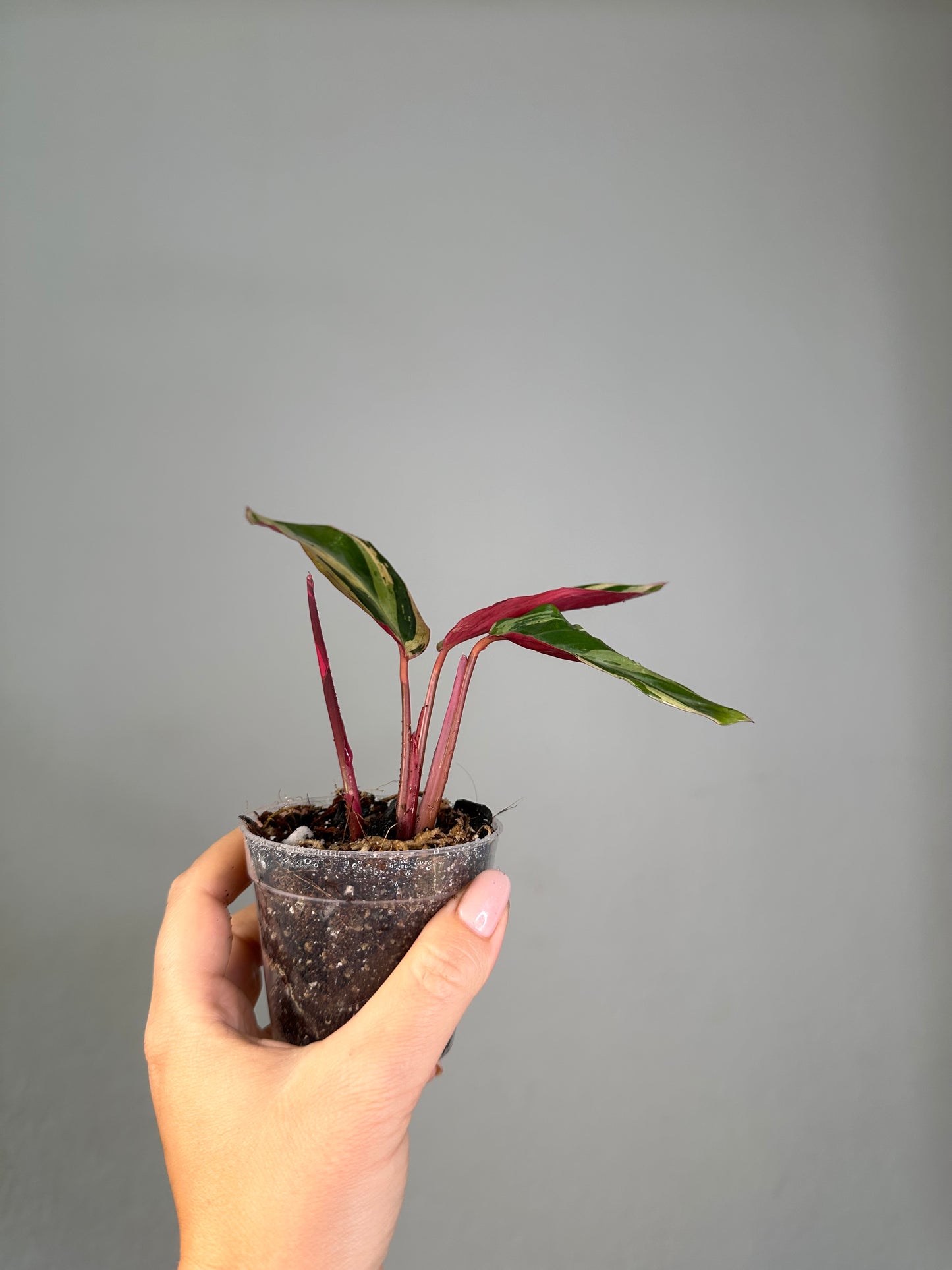 Stromanthe horticolor / rare stromanthe