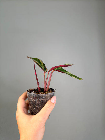 Stromanthe horticolor / rare stromanthe