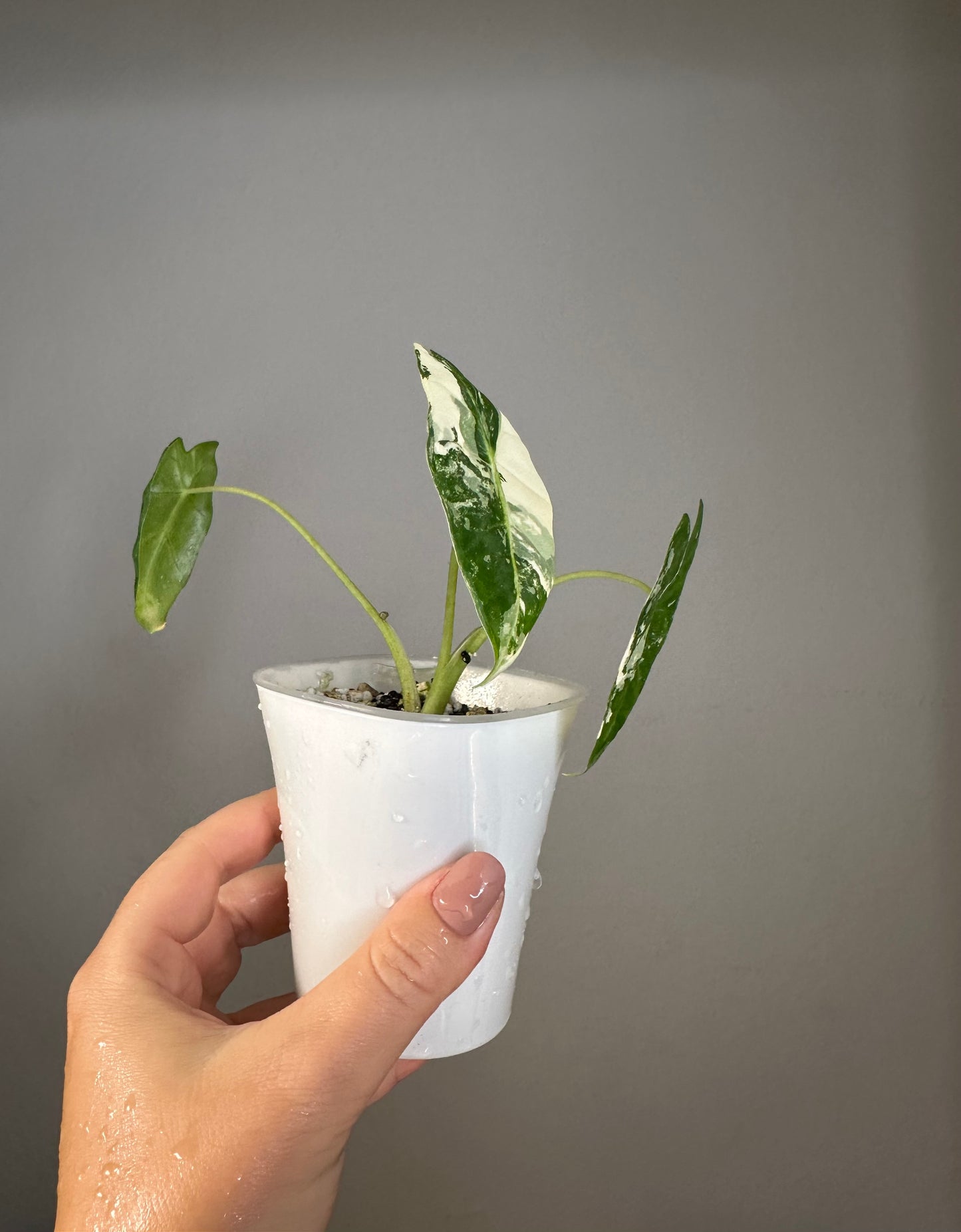 Alocasia Frydek variegated  🦄