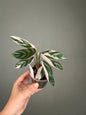 Ctenanthe oppenheimiana / rare