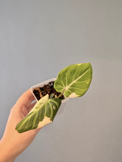 Philodendron Gloriosum Copy Variegated