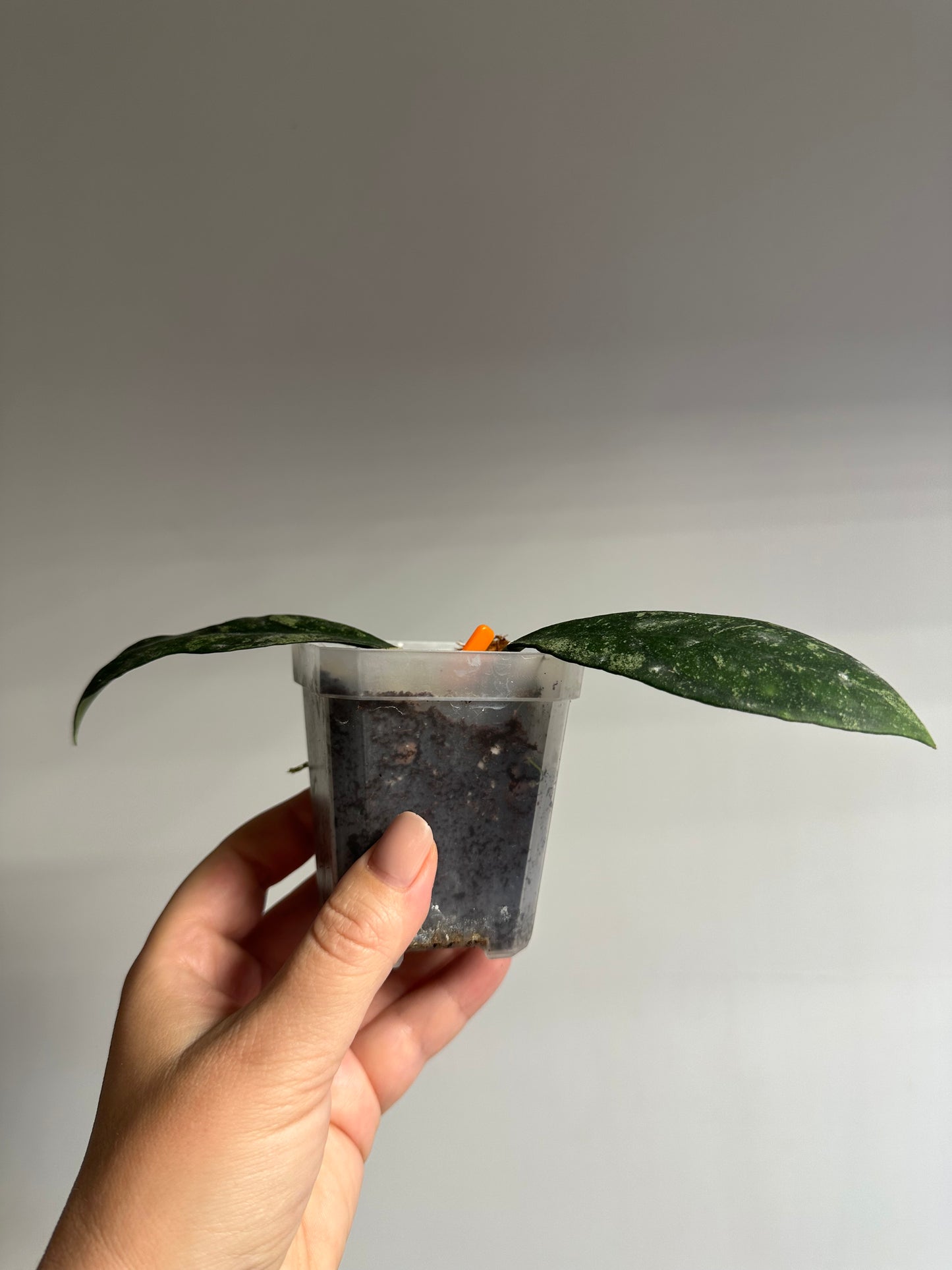 Hoya Corneri Splash