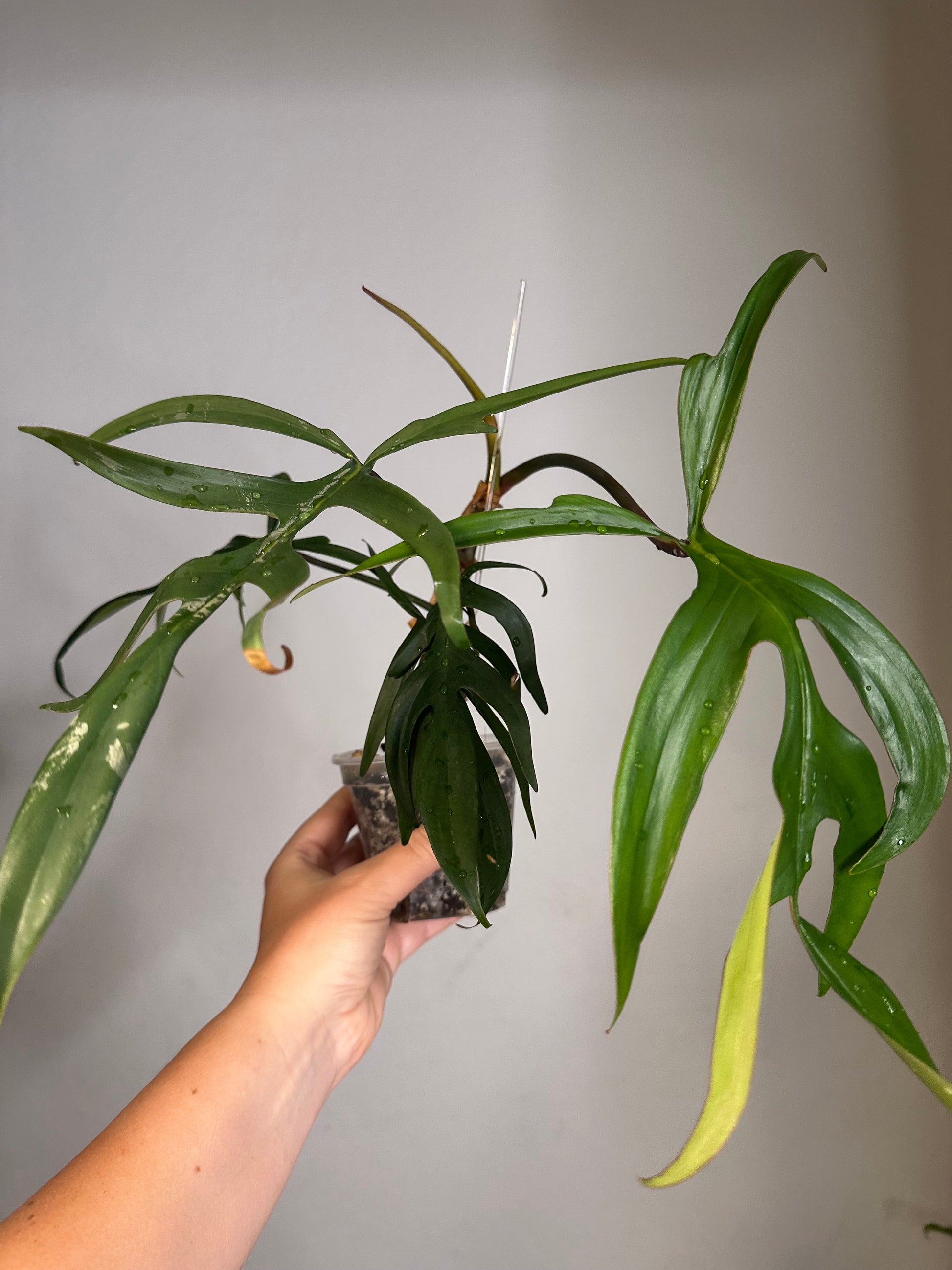 quercifolium philodendron Philodendron Quercifolium / uncommon philodendron – Sunflower Plant Shop