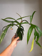 Philodendron Quercifolium / uncommon philodendron