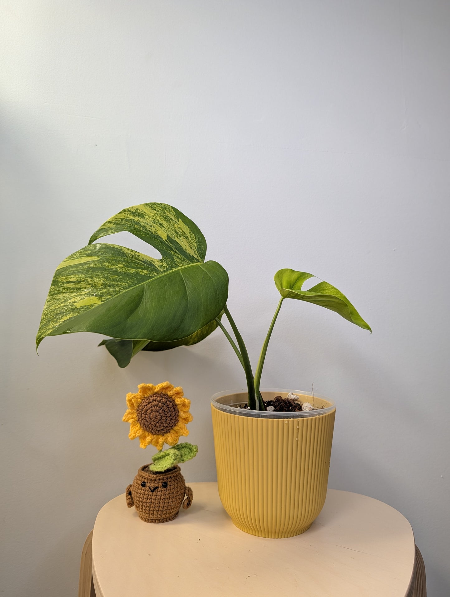 Monstera yellow variegated