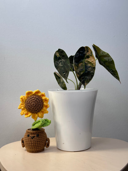 Alocasia azlanii aurea variegated, Corming