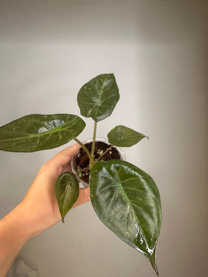 Alocasia wenti silver pink