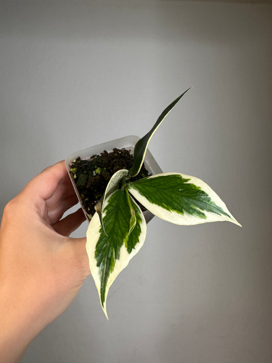 Hoya Polyneura albo variegated