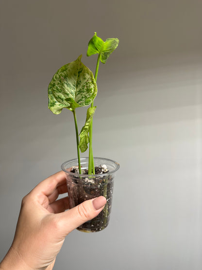 Syngonium confetti tricolor