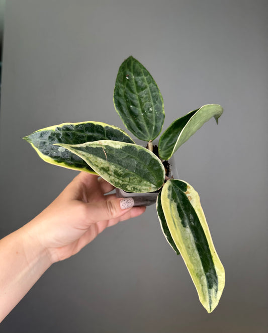 Hoya macrophylla albo-marginata