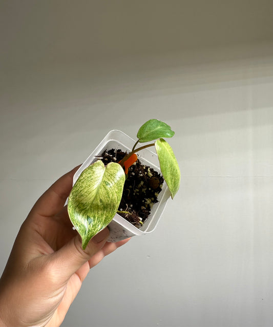 Philodendron Paraiso verde mint variegated 🦄