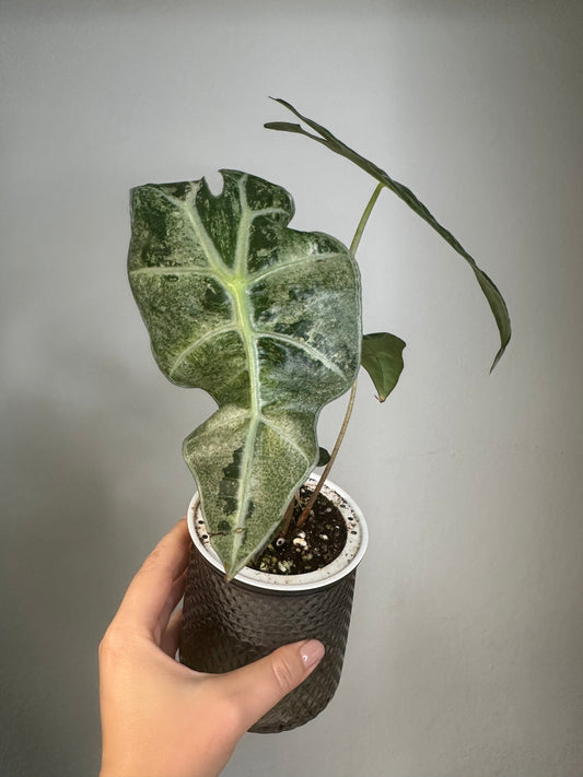 Alocasia amazonica pink mint variegated