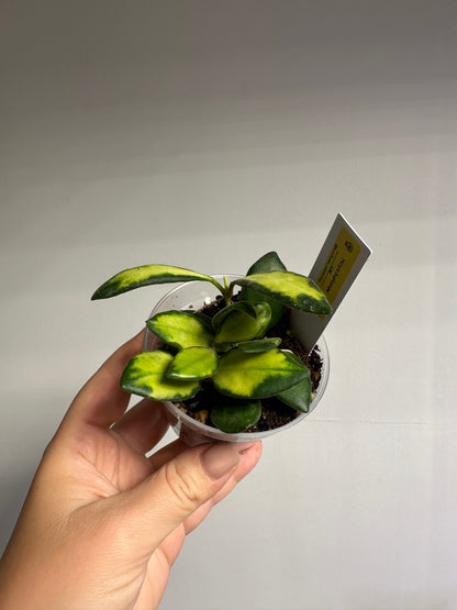 Hoya burtoniae variegated 
/ a few cuttings in a pot