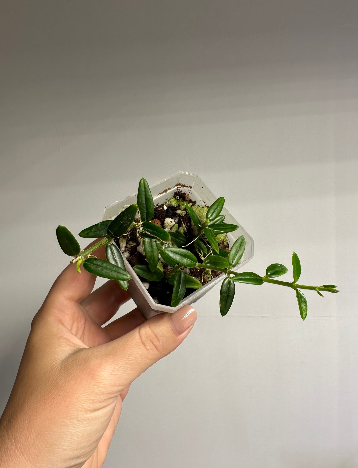 Hoya Engleriana / tiny leaves hoya / a few cuttings in a pot
