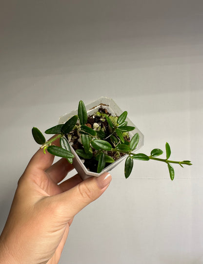 Hoya Engleriana / tiny leaves hoya / a few cuttings in a pot