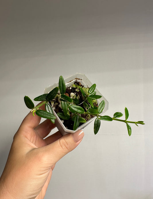 Hoya Engleriana / tiny leaves hoya / a few cuttings in a pot