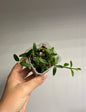 Hoya Engleriana / tiny leaves hoya / a few cuttings in a pot