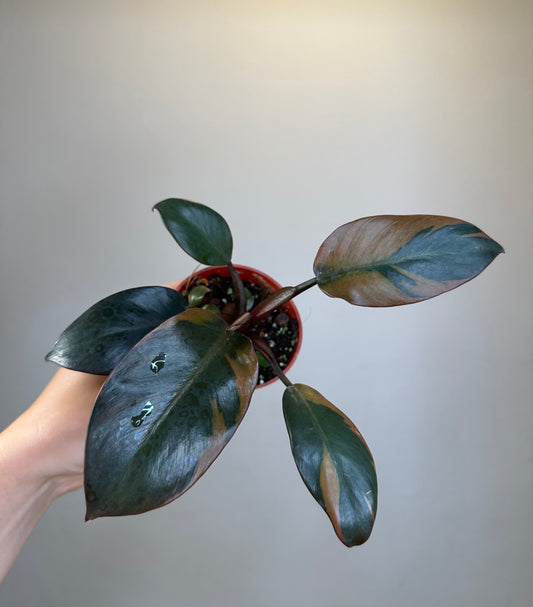 Philodendron Black Cardinal variegated with a baby🧡 🦄