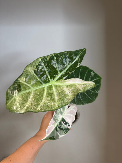 Alocasia pink dragon variegated / baby plant /first photo - mother plant