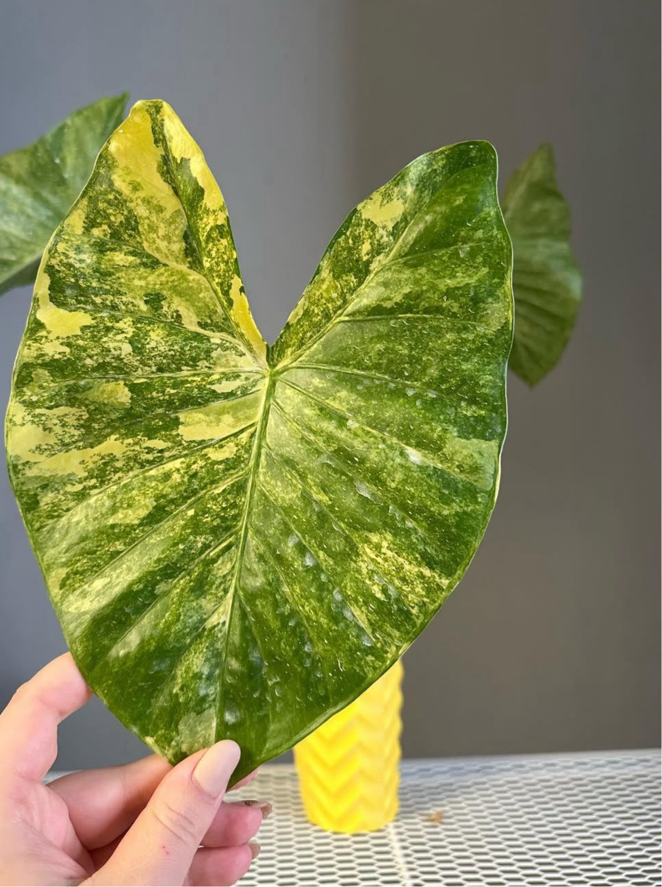 Alocasia calidora hybrid   variegated, CORM/rare 💛