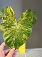 Alocasia calidora hybrid   variegated, CORM/rare 💛