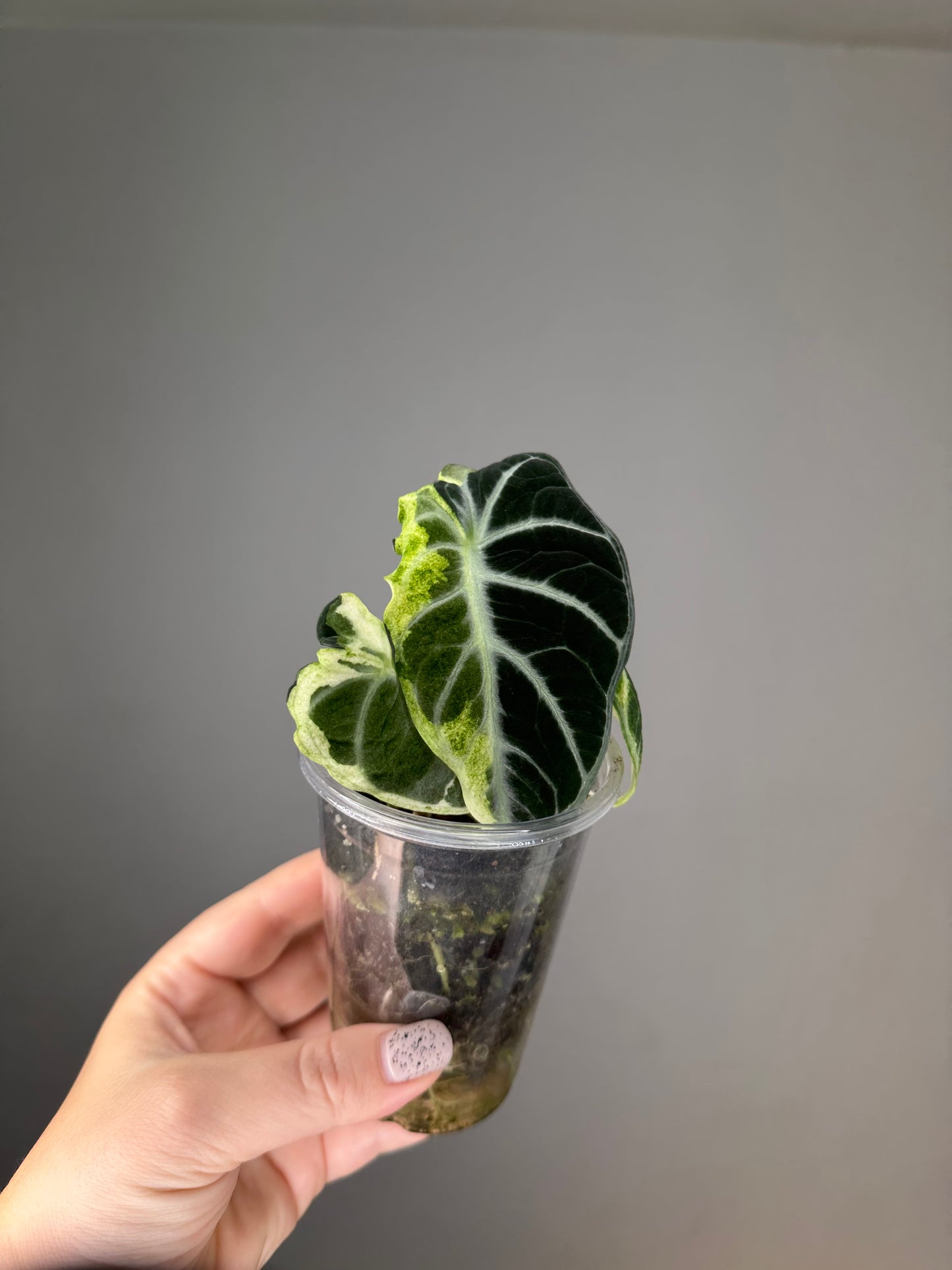 Alocasia ninja variegated
