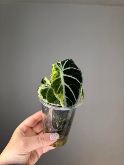 Alocasia ninja variegated