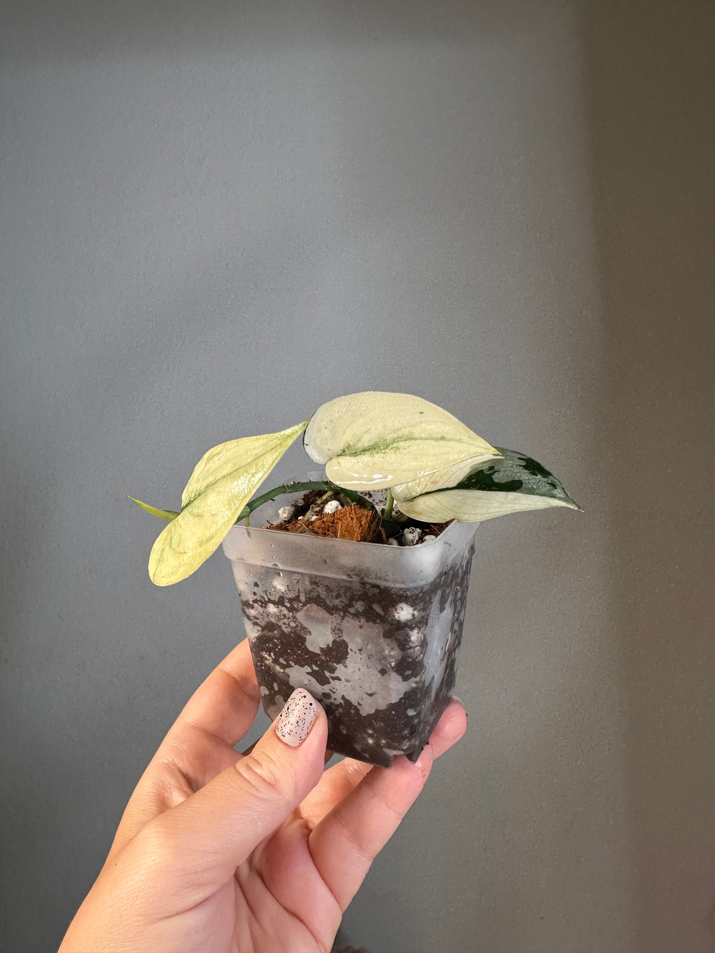 Scindapsus mayari