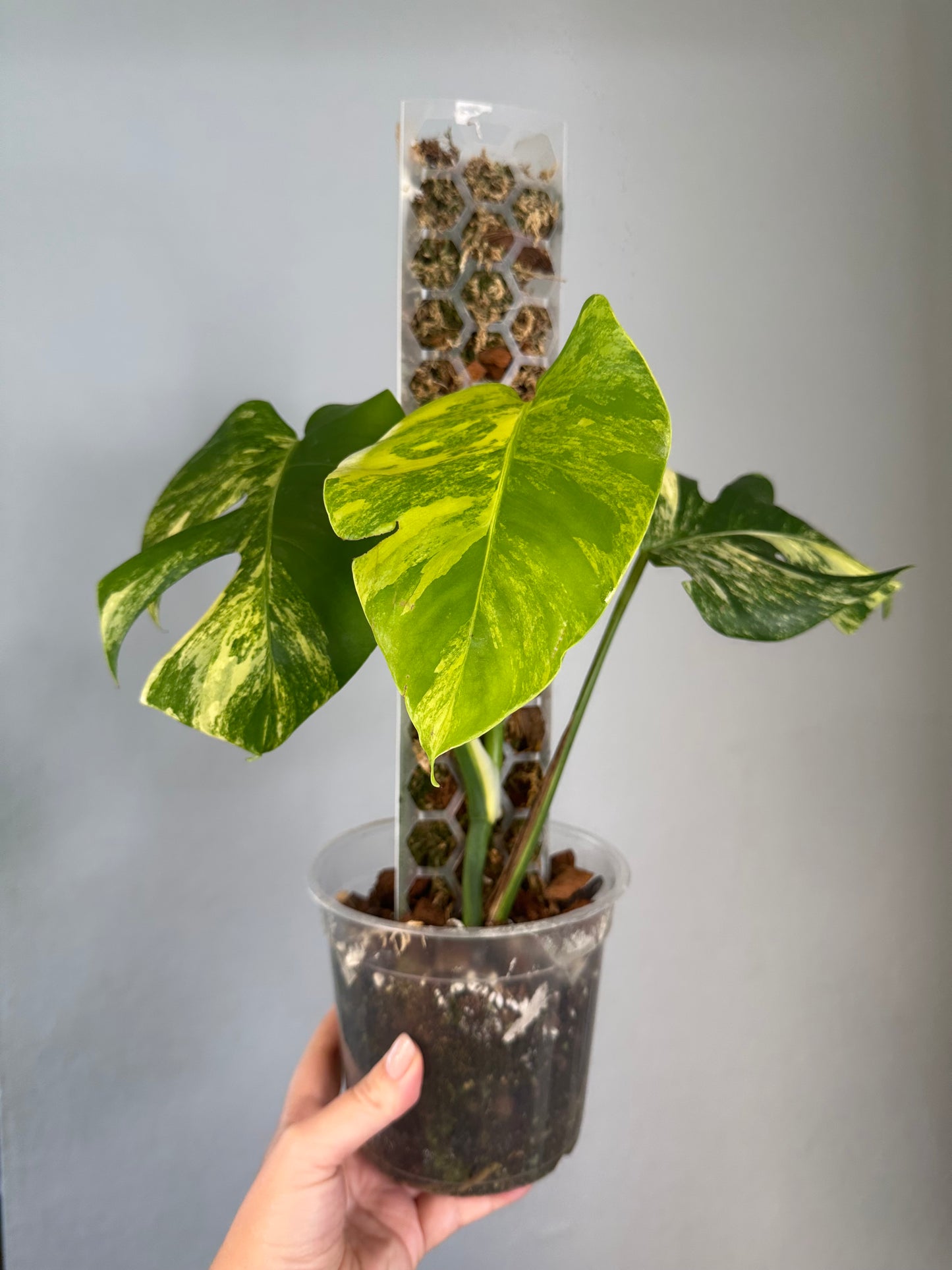 Monstera yellow variegated
