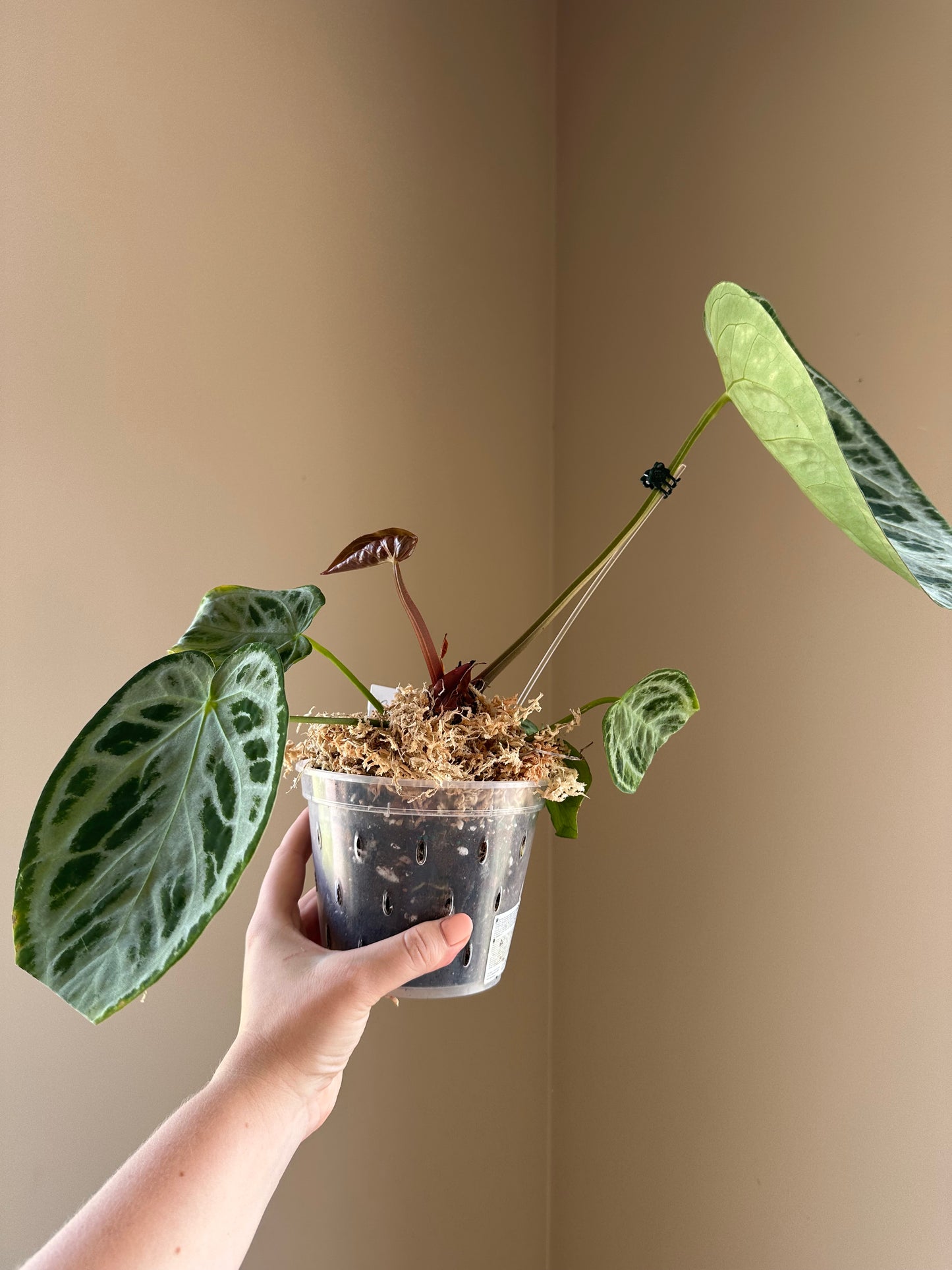 Anthurium silver blush/ homegrown in Toronto 🇨🇦