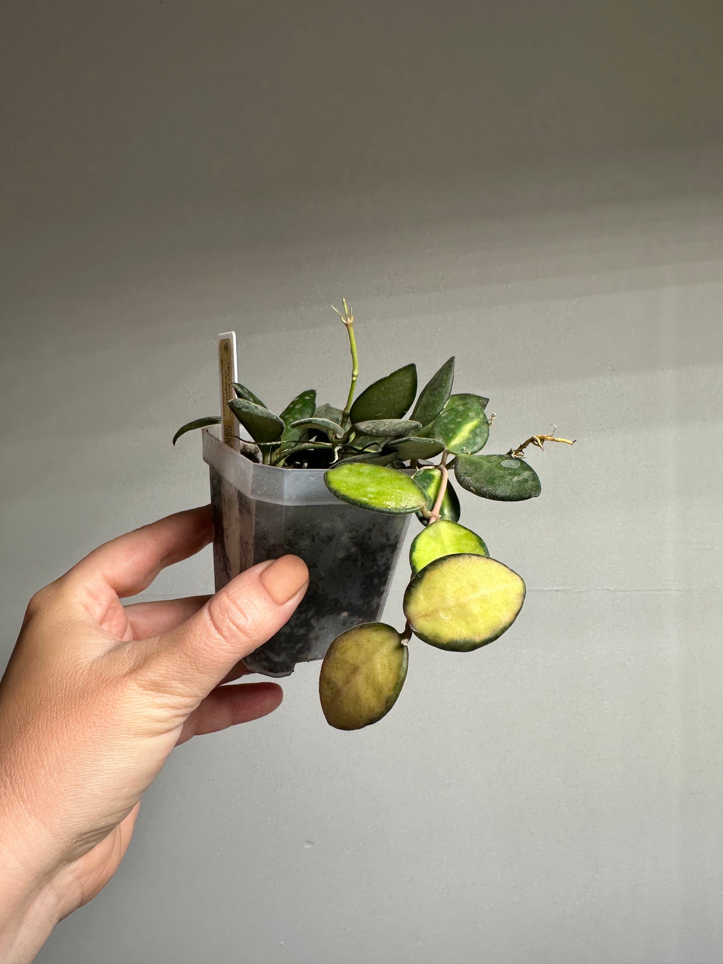 Hoya burtoniae variegated  / a few cuttings in a pot