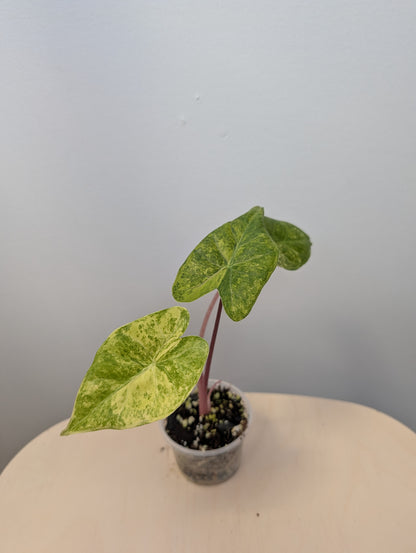 Rare variegated alocasia