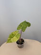 Rare variegated alocasia