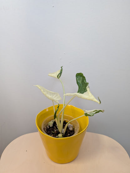 Alocasia cuculata crinkle variegated / first photo - mother plant / free shipping to Ontario or Quebec