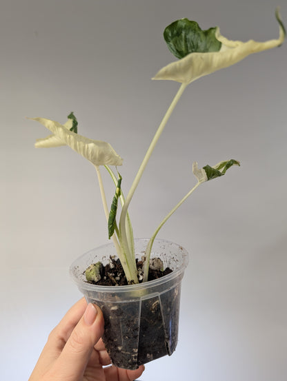 Alocasia cuculata crinkle variegated / first photo - mother plant / free shipping to Ontario or Quebec