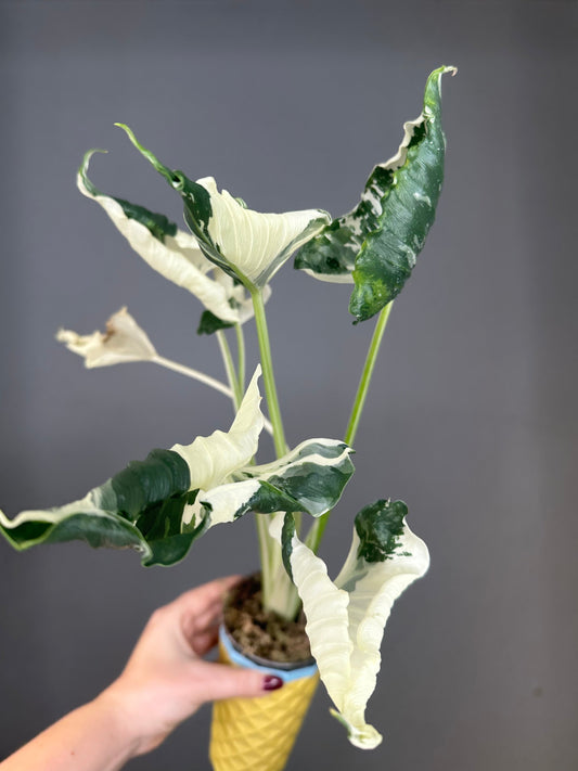 Alocasia cuculata crinkle variegated / first photo - mother plant / free shipping to Ontario or Quebec