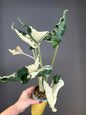 Alocasia cuculata crinkle variegated / first photo - mother plant / free shipping to Ontario or Quebec