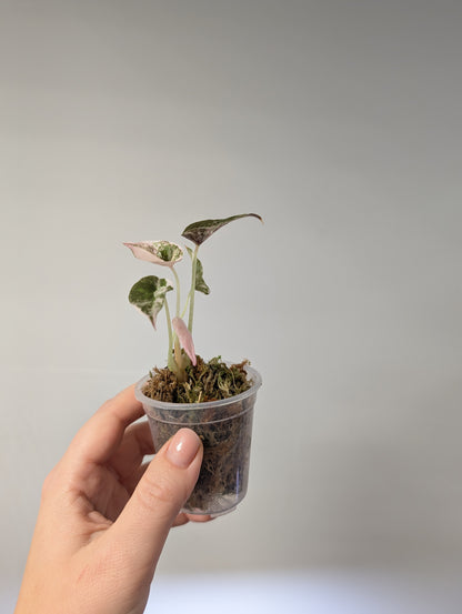 Alocasia  cuprea  pink variegated 🦄