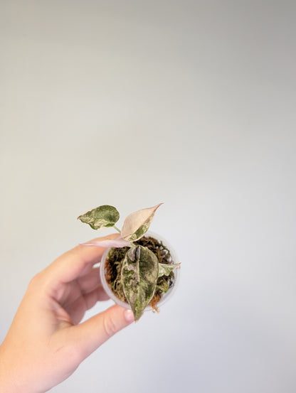 Alocasia  cuprea  pink variegated 🦄