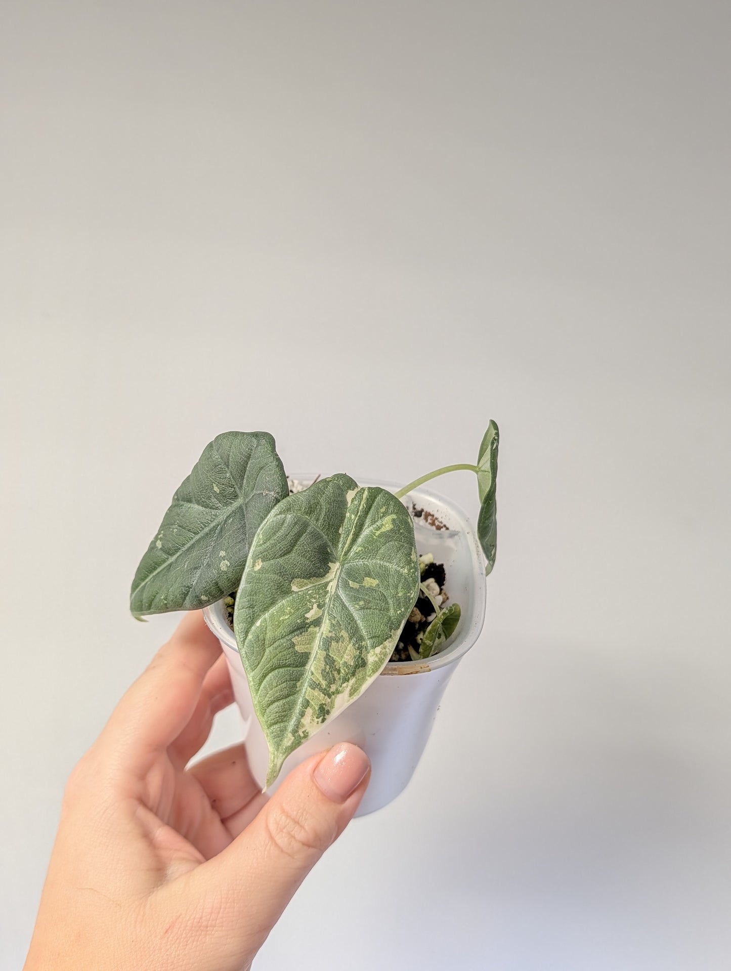 Alocasia maharani variegated / first photo mother plant