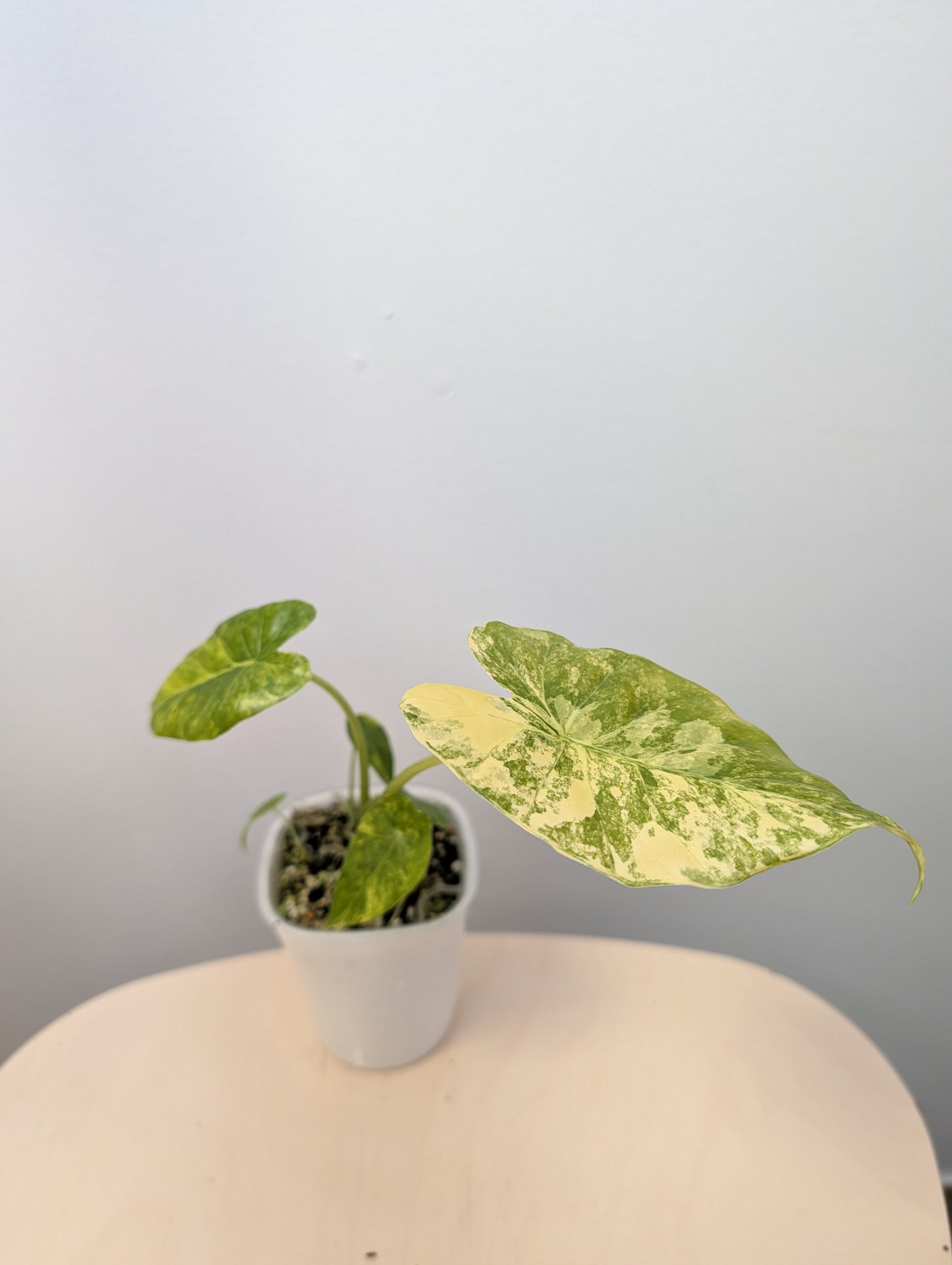 Alocasia odora yellow variegated with three babies