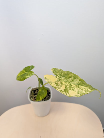 Alocasia odora yellow variegated with three babies